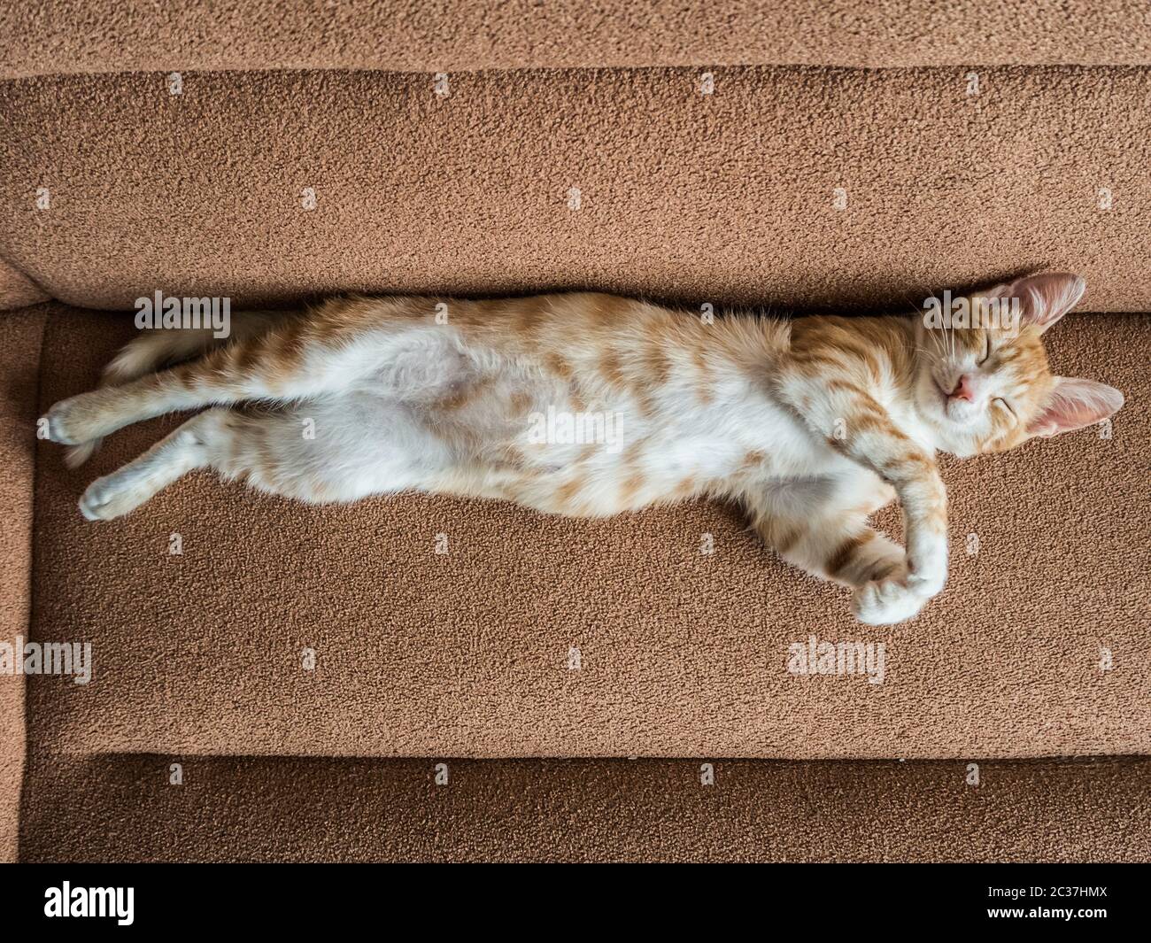 Beau petit chat rouge allongé sur un canapé doux Banque D'Images