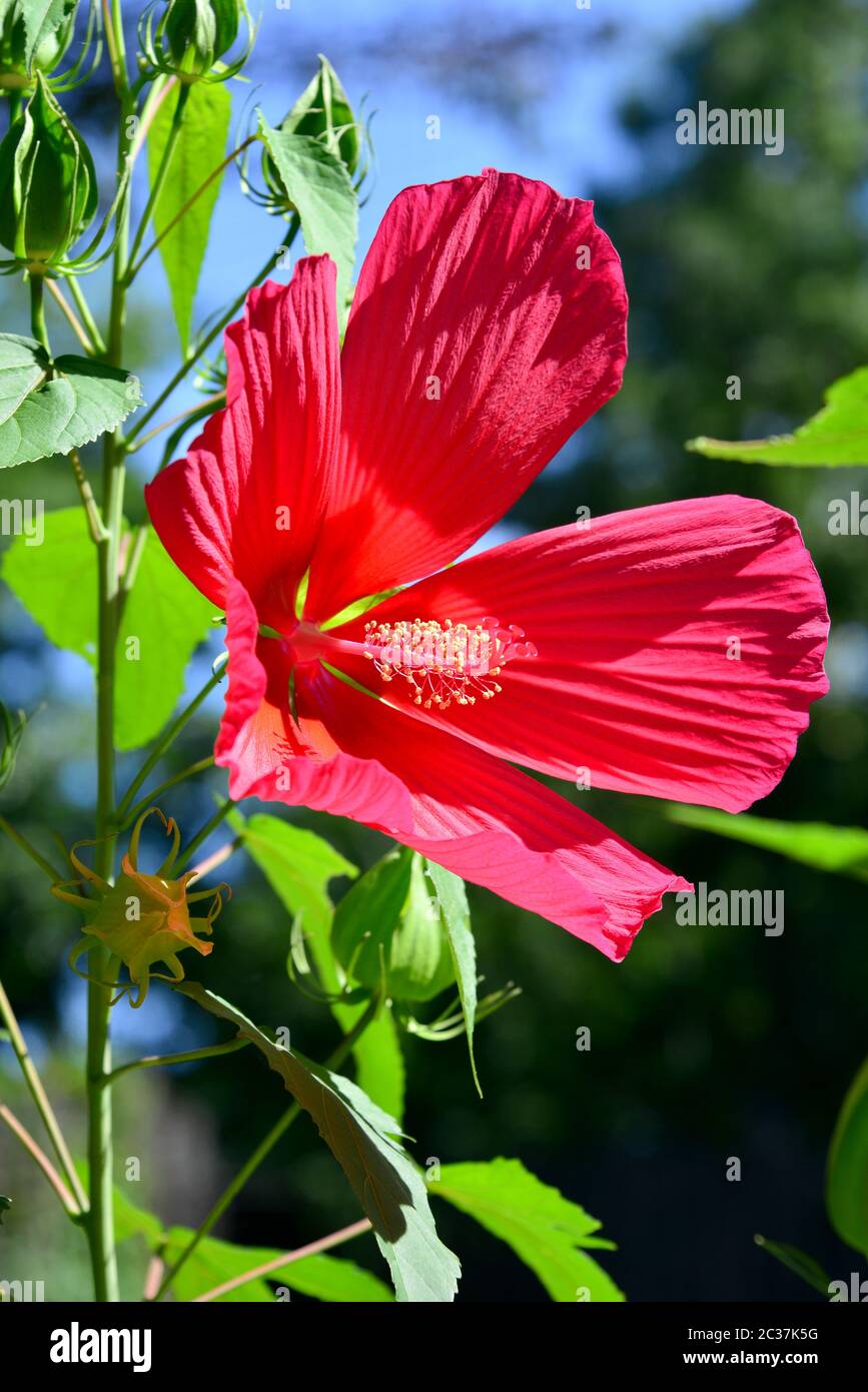 Mauve rose, mauve rose des marais, rosemallow cramsonoyé, rosemallow oriental, Sumpfeibisch, Hibiscus des marais, Hibiscus moscheutos, mocsári hibiszkusz Banque D'Images