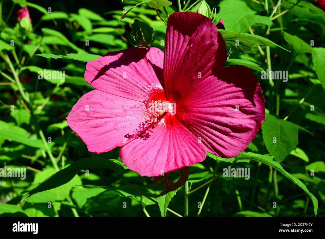 Mauve rose, mauve rose des marais, rosemallow cramsonoyé, rosemallow oriental, Sumpfeibisch, Hibiscus des marais, Hibiscus moscheutos, mocsári hibiszkusz Banque D'Images