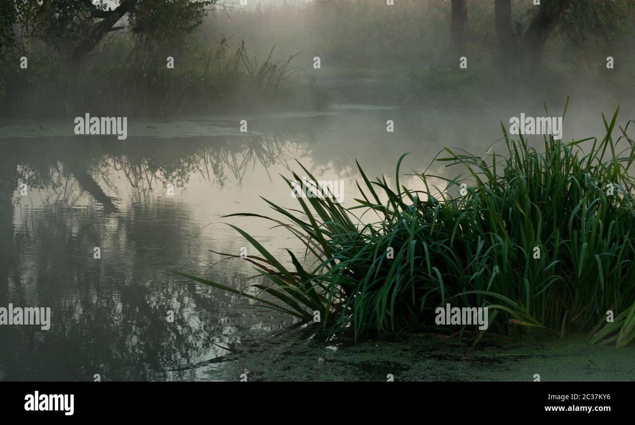 Roseaux sur la rive du fleuve couvertes par le brouillard Banque D'Images