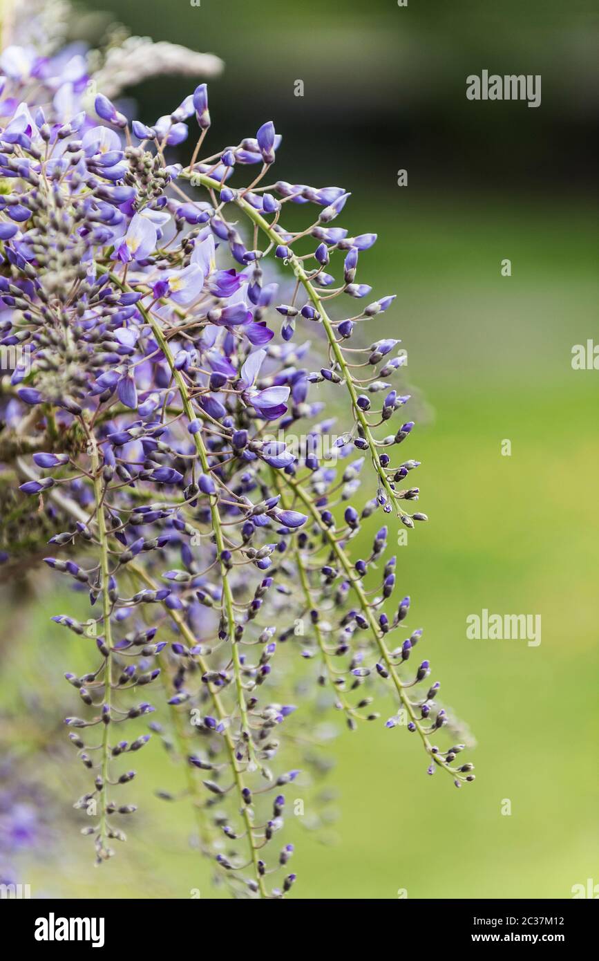 Fleurs mergentes De Glycine Sinensis Banque De Photographies Et D fleurs-mergentes-de-glycine-sinensis-banque-de-photographies-et-d