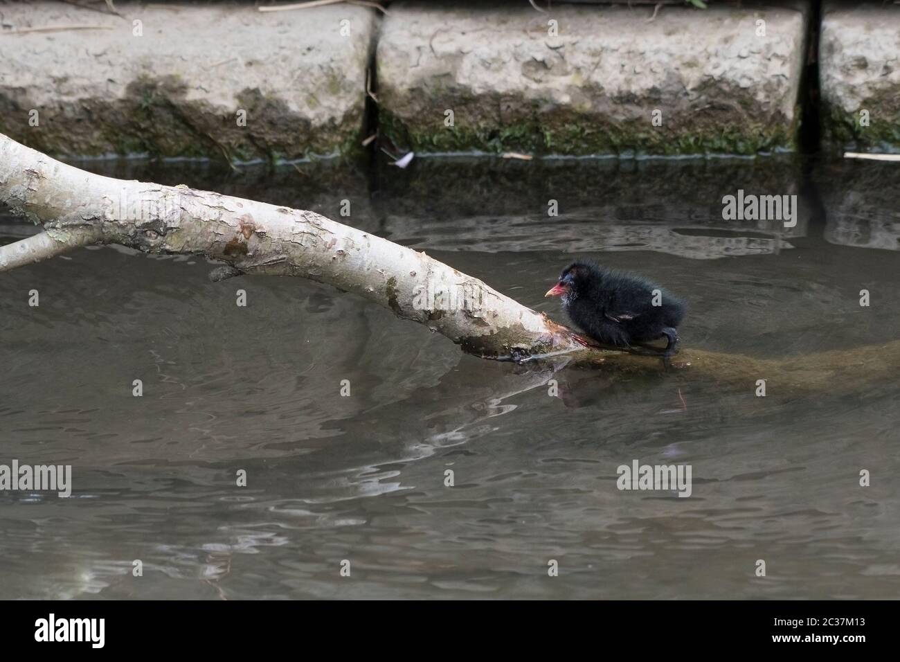 Un poussin de Moorhen Gallinula chloropus sur le lac de plaisance de Trenance dans les jardins de Trenance à Newquay en Cornouailles. Banque D'Images