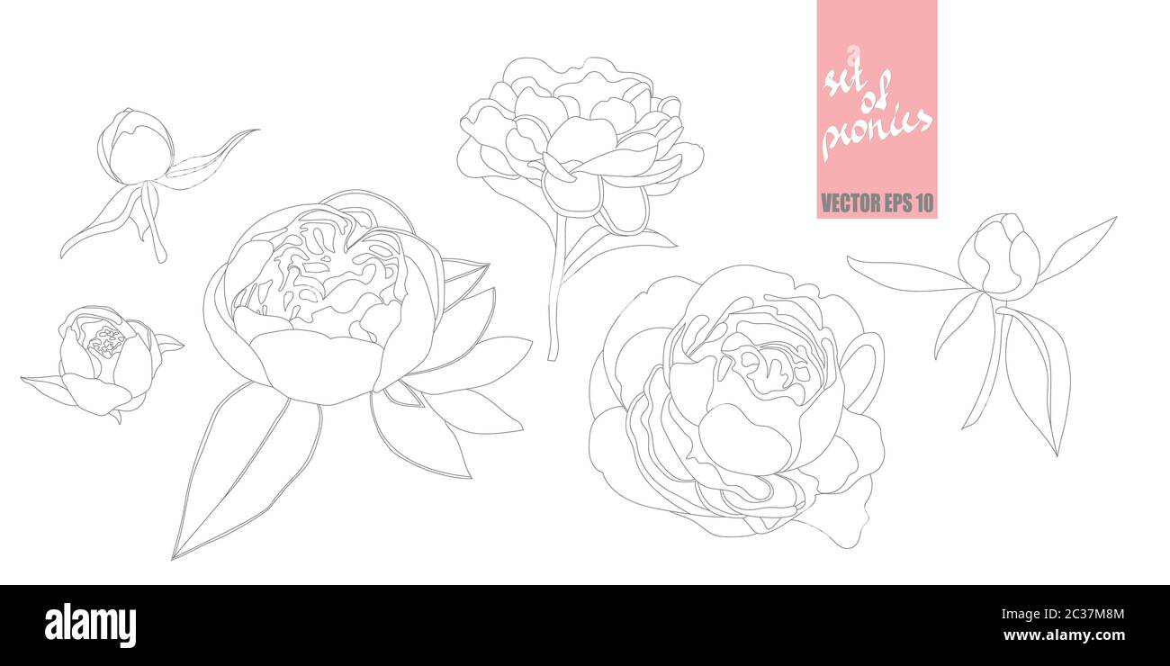 Ensemble vectoriel d'image linéaire de contour de pivoines isolées sur un fond blanc. Illustration de Vecteur