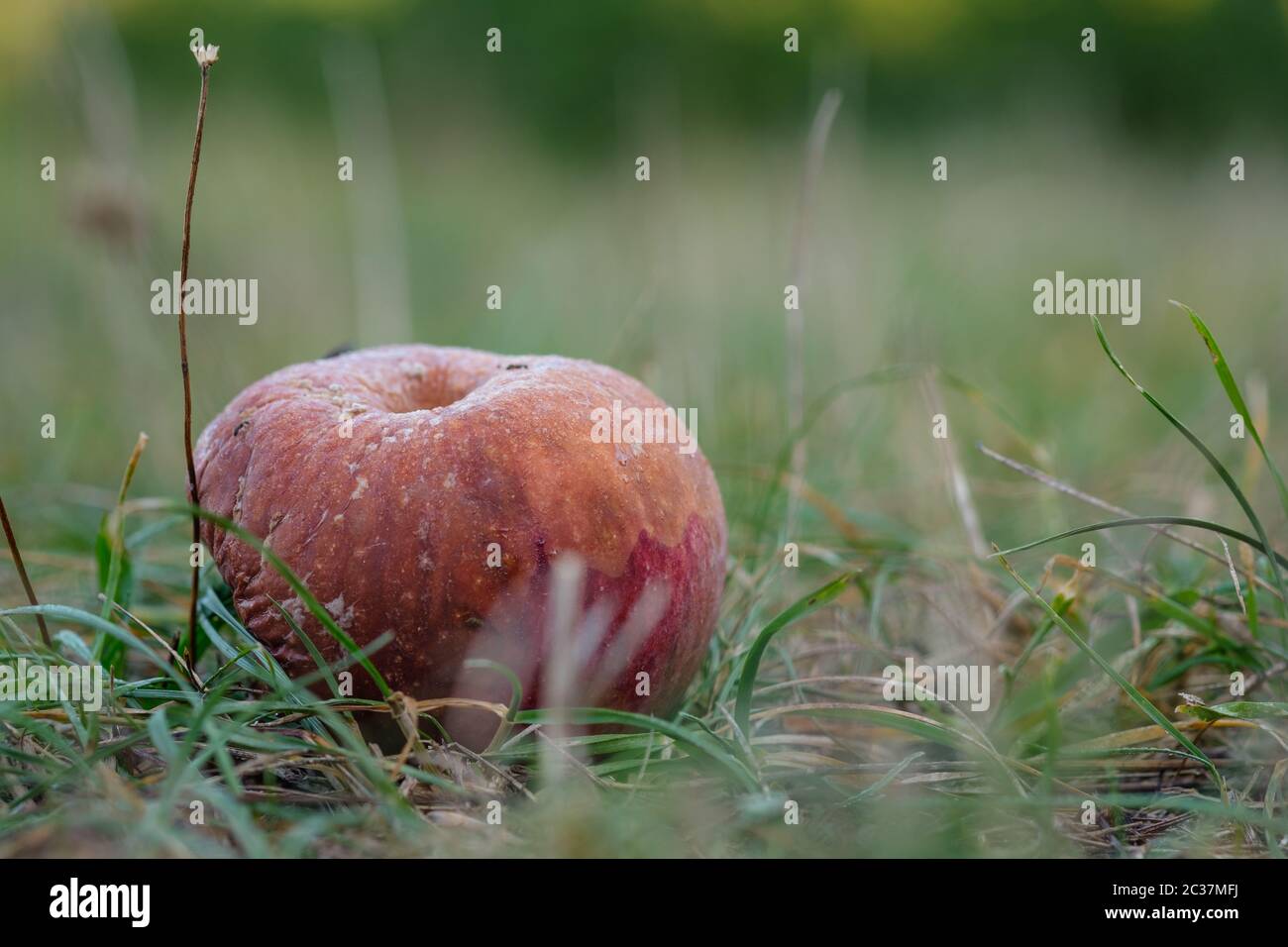 Faire pourrir la pomme sur un pré vert de près Banque D'Images