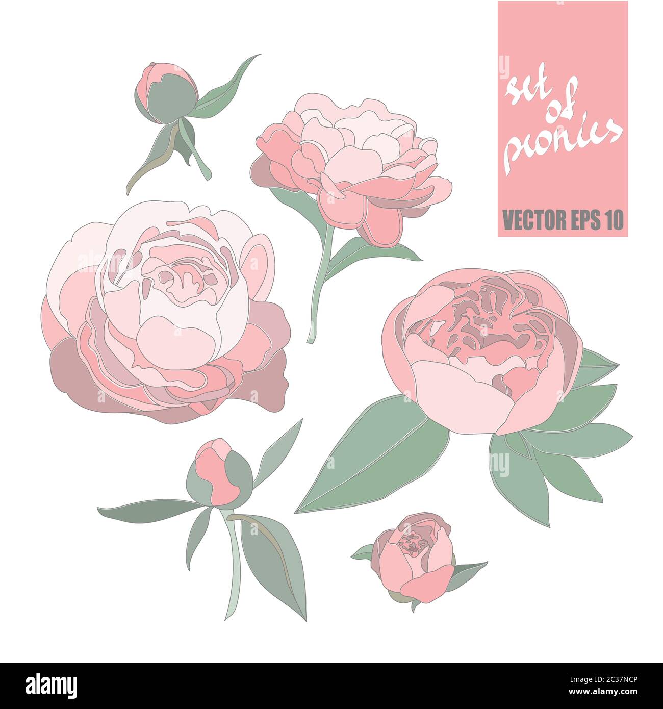Ensemble d'images vectorielles multicolores de pivoines isolées sur un fond blanc. Illustration de Vecteur