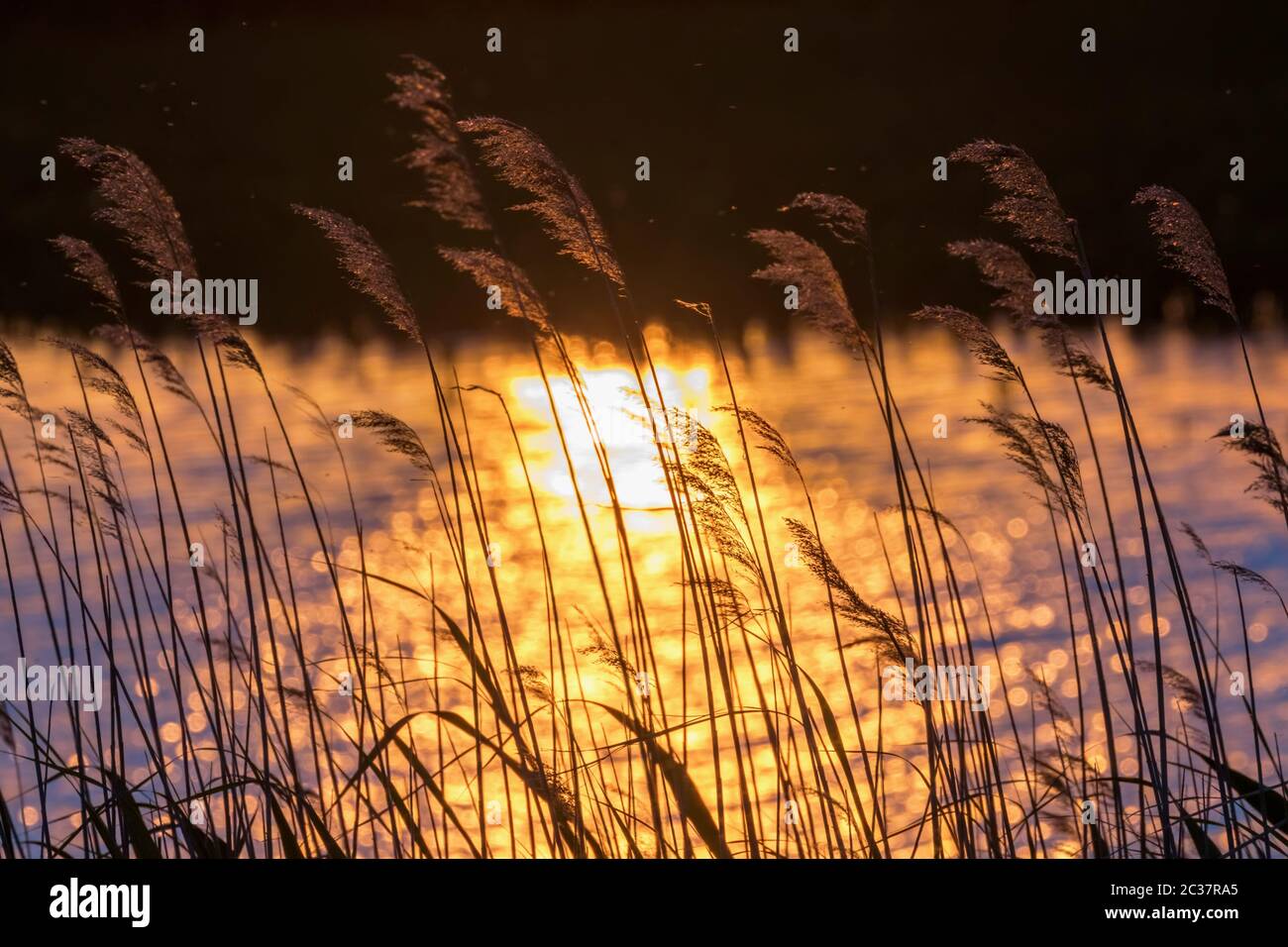 Le roseau sec se plie au-dessus de l'eau. Coucher de soleil sur la rivière Banque D'Images