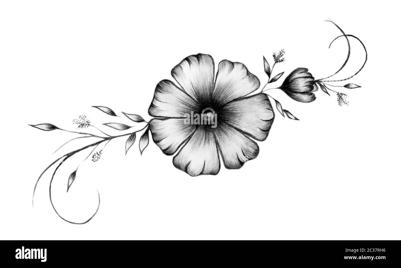 vintage main dessiné noir et blanc décoration de fleur, élégant motif floral isolé sur blanc, dessin au crayon illustration Banque D'Images