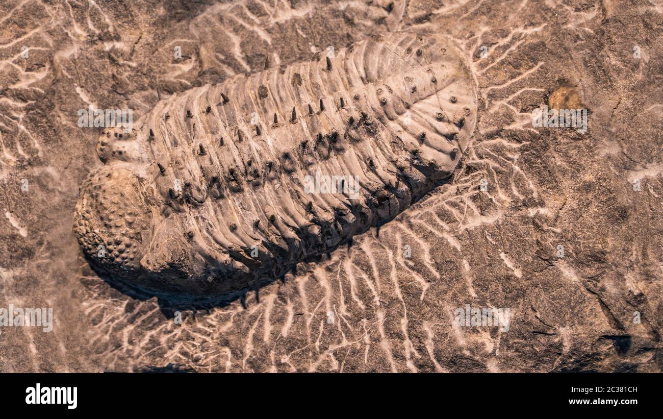 L'empreinte des trilobites dans une pierre. Trilobite, 500 millions d'années. Les trilobites, qui signifient que trois lobes, sont un groupe fossile d'arachnom marin éteint Banque D'Images