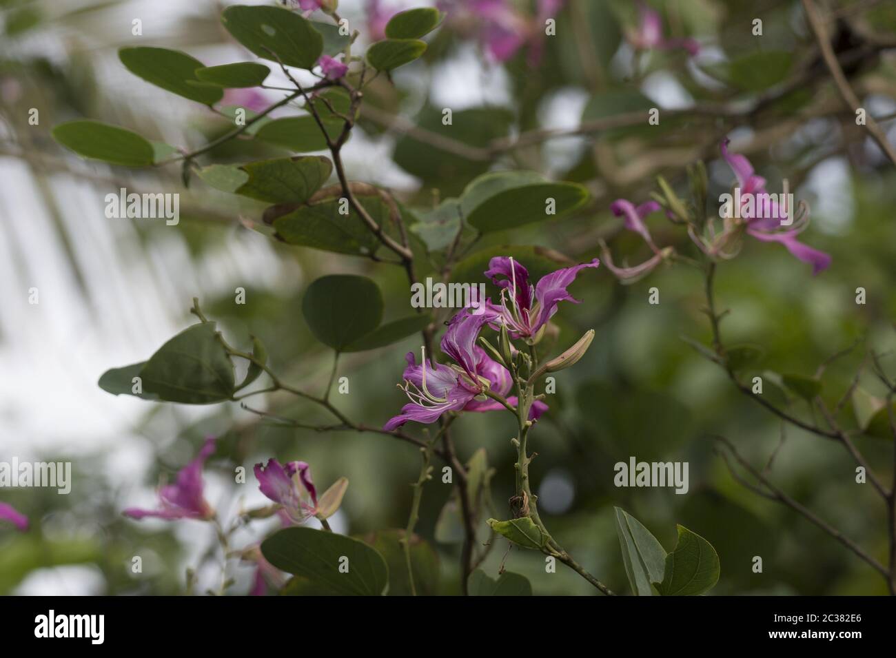 Fleurs d'Orchidés, Bauhinia variegata, Fabaceae, Parc national du Corcovado, Costa Rica, Centroamerica Banque D'Images