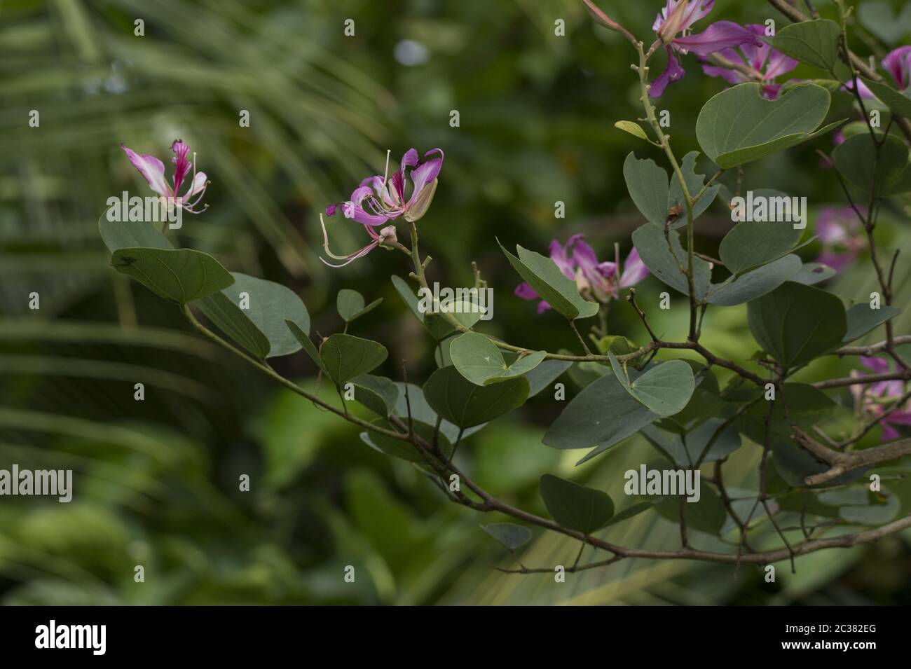 Fleurs d'Orchidés, Bauhinia variegata, Fabaceae, Parc national du Corcovado, Costa Rica, Centroamerica Banque D'Images