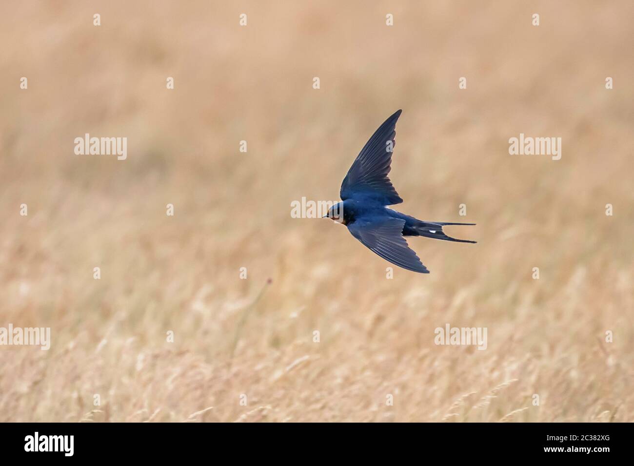 Volante de l'allow de la grange (Hirundo rustica) Banque D'Images