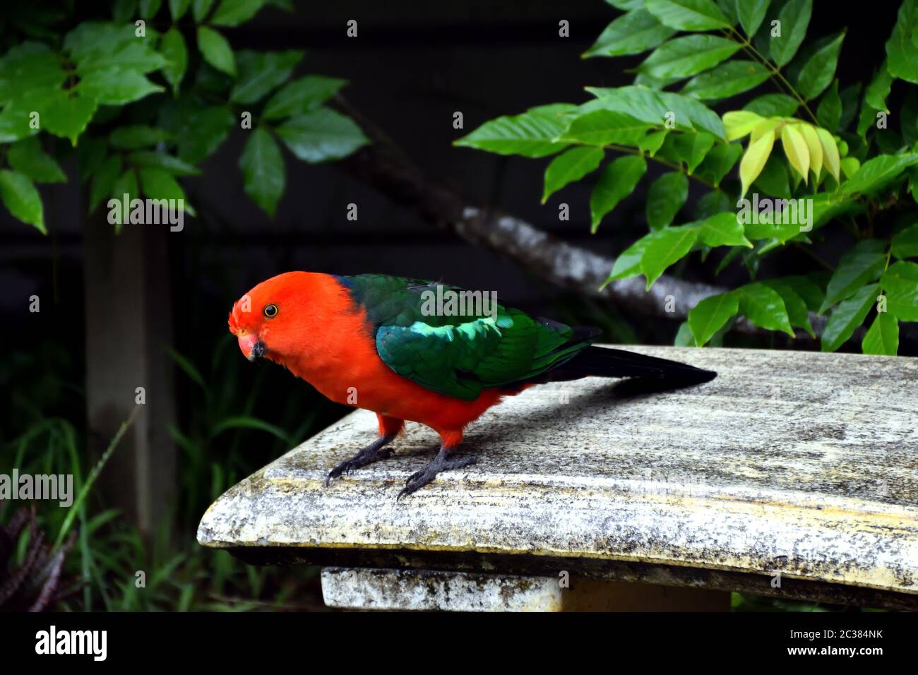 Un roi Parrot mâle debout sur un banc de pierre Banque D'Images