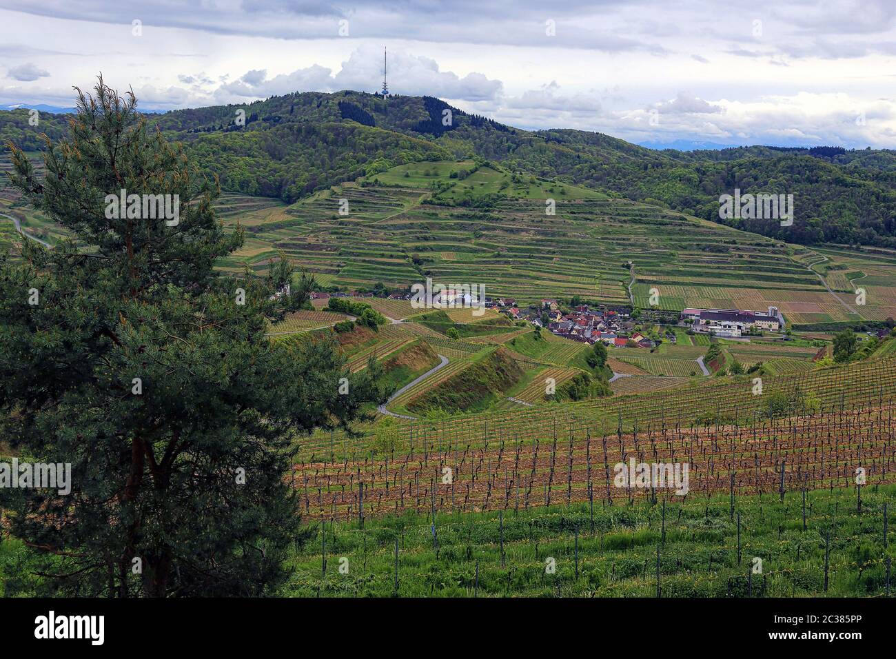 Oberbergen dans le Kaiserstuhl avec le crâne Banque D'Images Oberbergen dans le Kaiserstuhl avec le crâne Banque D'Images