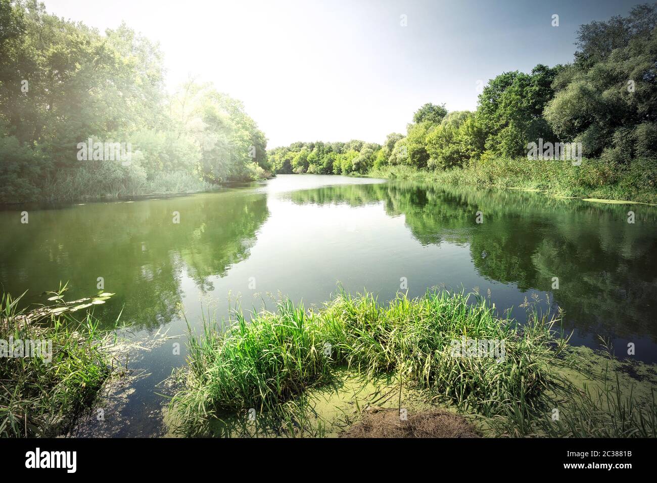 Roseaux vert sur la rivière sous ciel bleu Banque D'Images