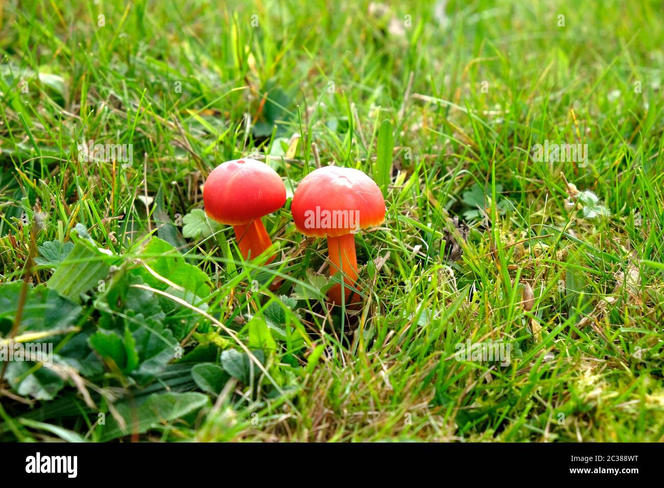 Deux champignons rouges, Scarlet Waxcap, qui poussent dans un champ brouté par des chevaux dans le Warwickshire. Banque D'Images
