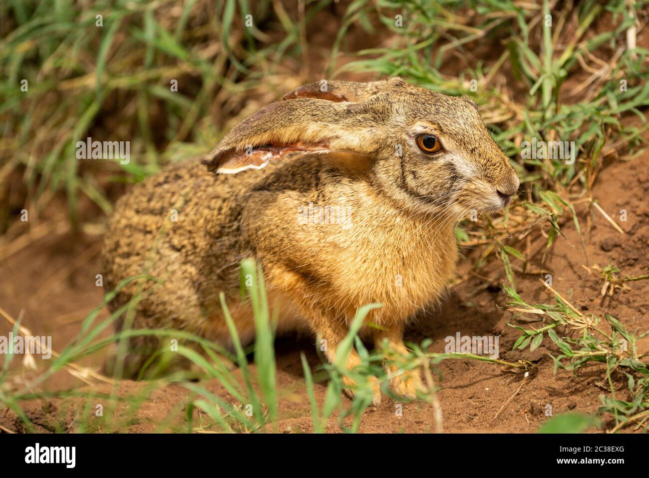 Le lièvre à récurer se trouve dans la caméra de surveillance de l'herbe Banque D'Images