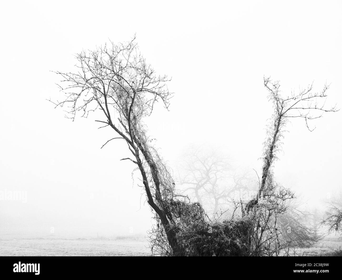 Arbres et brume en noir et blanc Banque D'Images