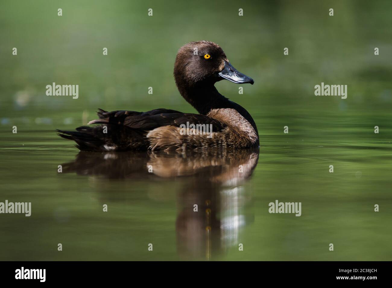 Femelle de canard touffeté sur une eau. Son nom latin est Aythya fuligula. Banque D'Images