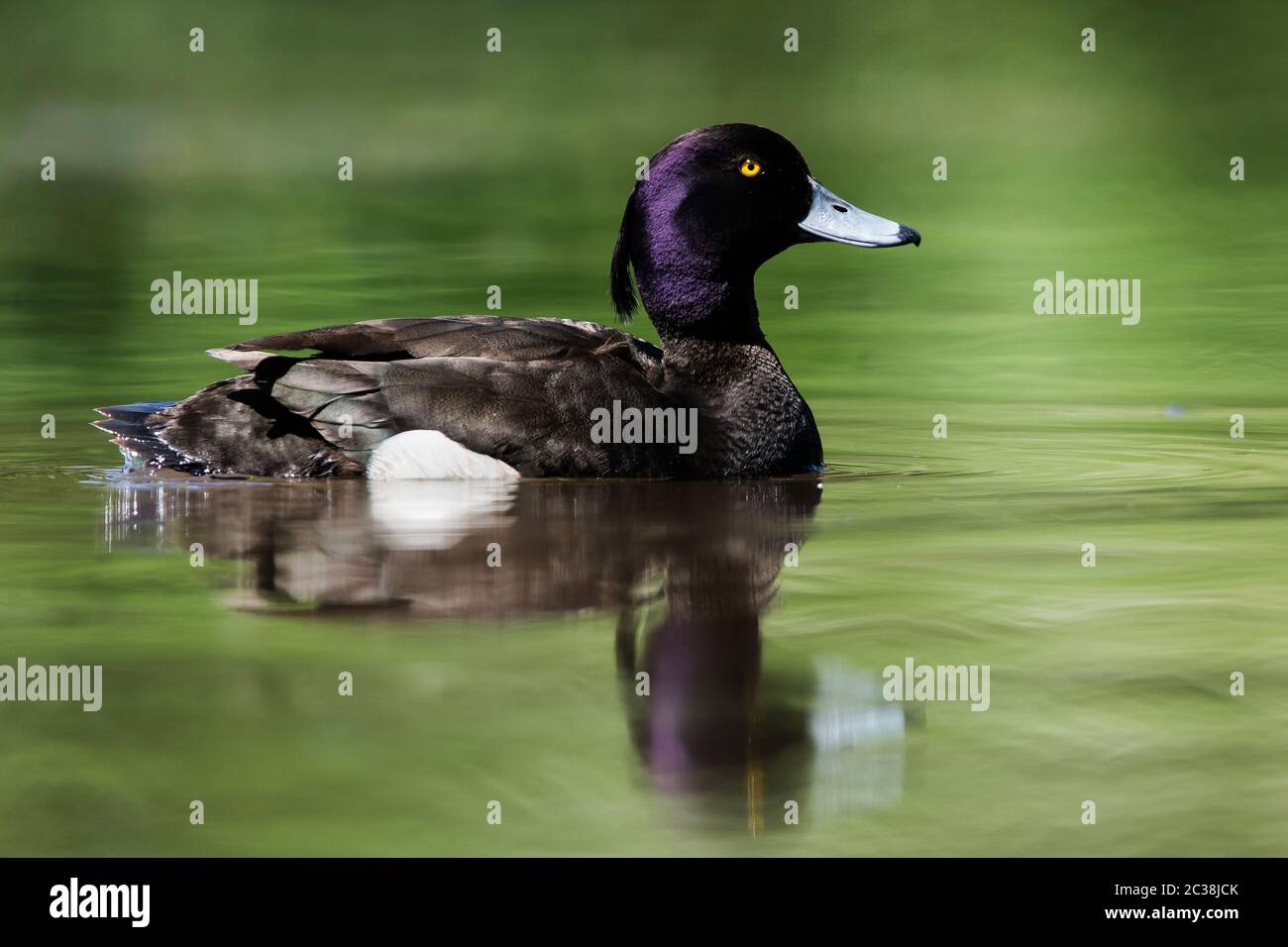 Mâle de canard touffeté sur une eau. Son nom latin est Aythya fuligula. Banque D'Images