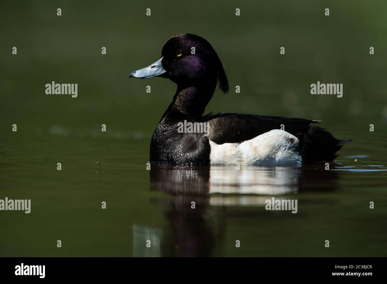 Mâle de canard touffeté sur une eau. Son nom latin est Aythya fuligula. Banque D'Images