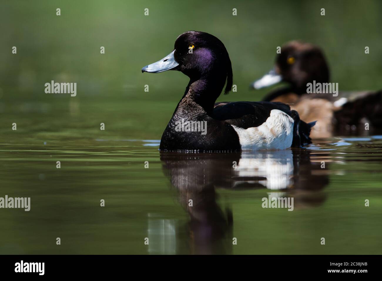Paire de canard touffeté sur une eau. Leur nom latin est Aythya fuligula. Banque D'Images