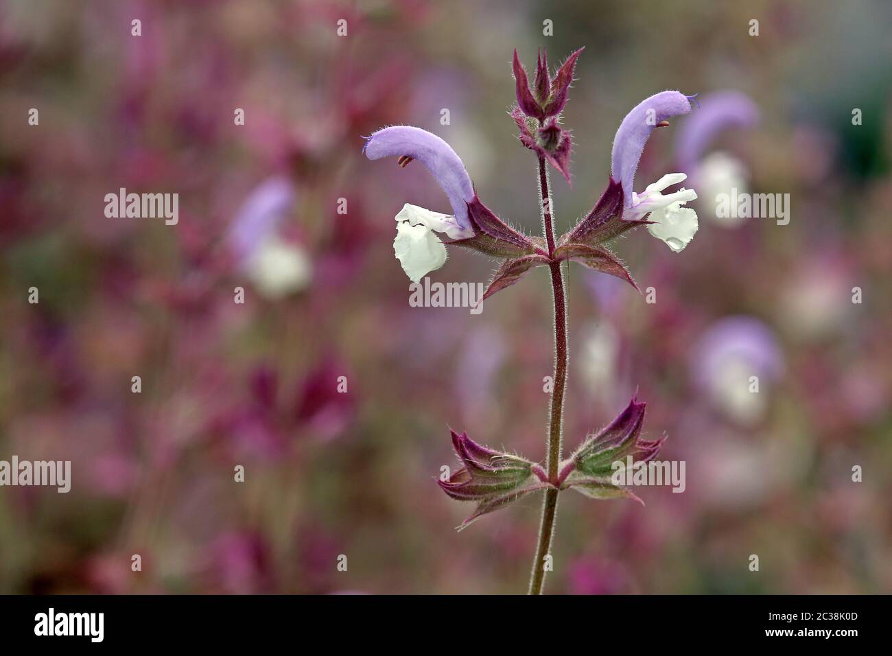 Fleurs de la sclérotique de la Sage de Muscat Salvia Banque D'Images