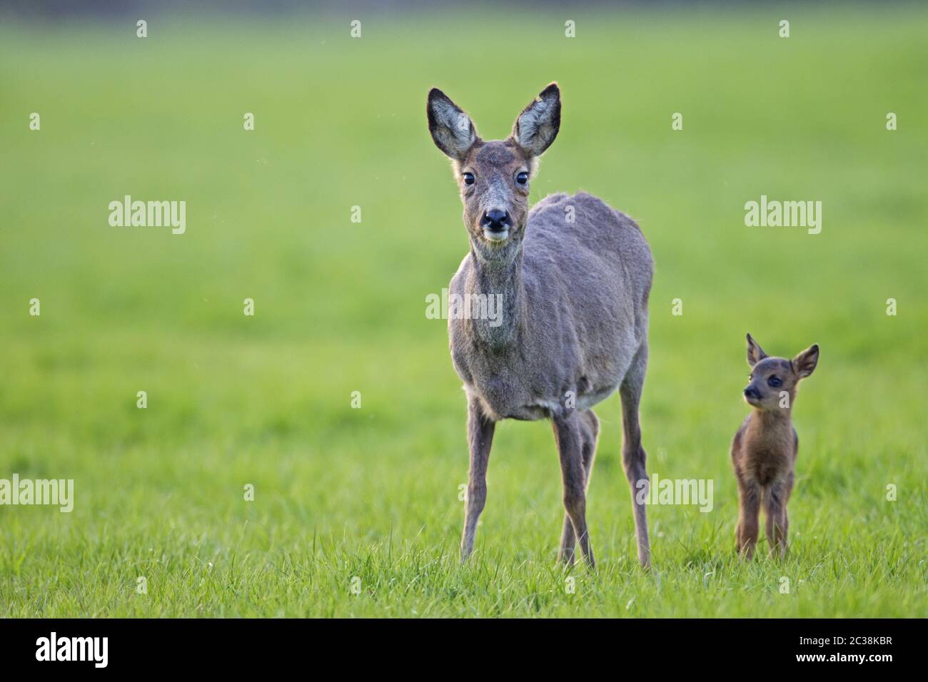 ROE Deer Doe et fauve se tiennent sur un pré et observent le photographe Banque D'Images