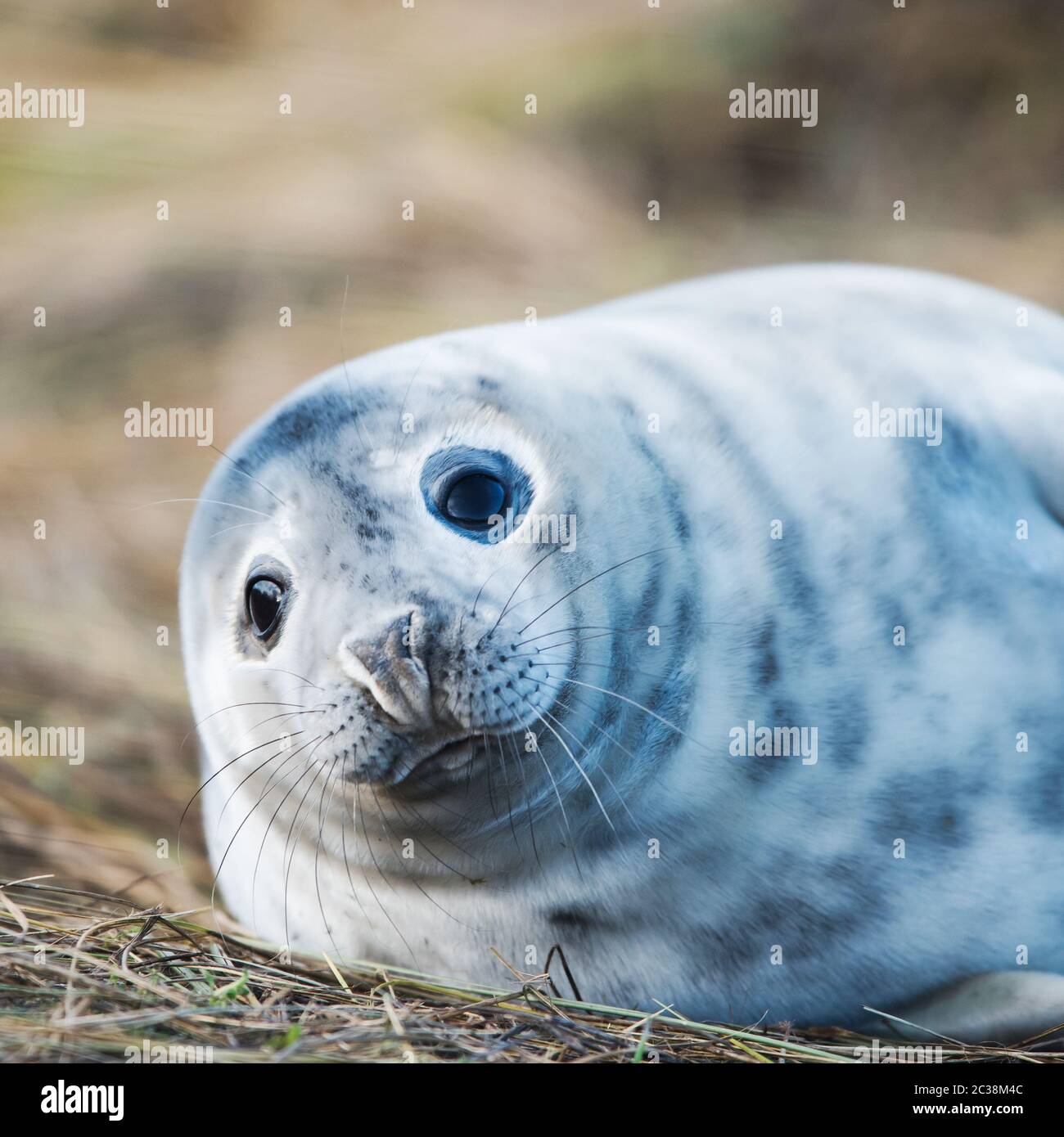 Chiot de phoque gris. Les phoques gris viennent en hiver sur la côte pour donner naissance à leurs petits près des dunes de sable. Banque D'Images