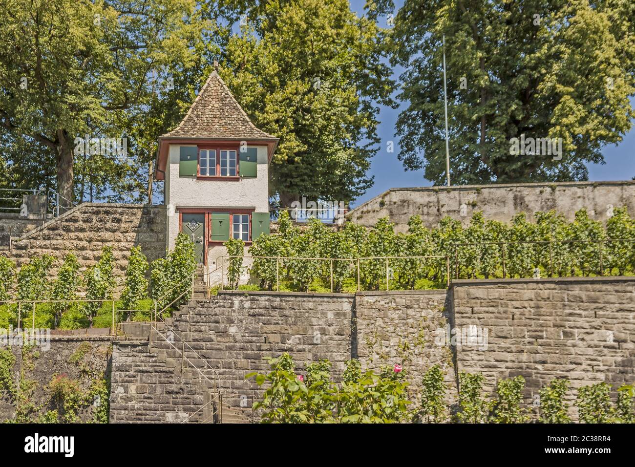 Vignoble Rapperswil-Jona, canton de Saint-Gall Banque D'Images