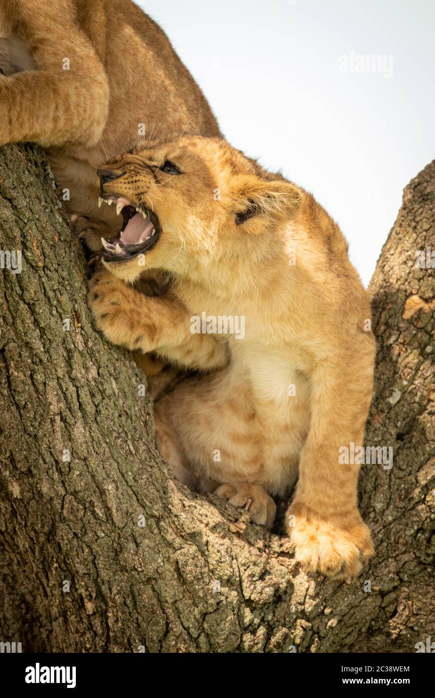 Lion cub grogne à l'autre dans l'arbre Banque D'Images