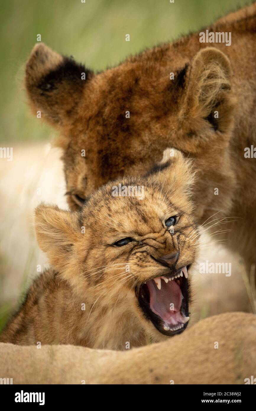 Lion cub grogne à l'autre côté de l'appareil photo Banque D'Images