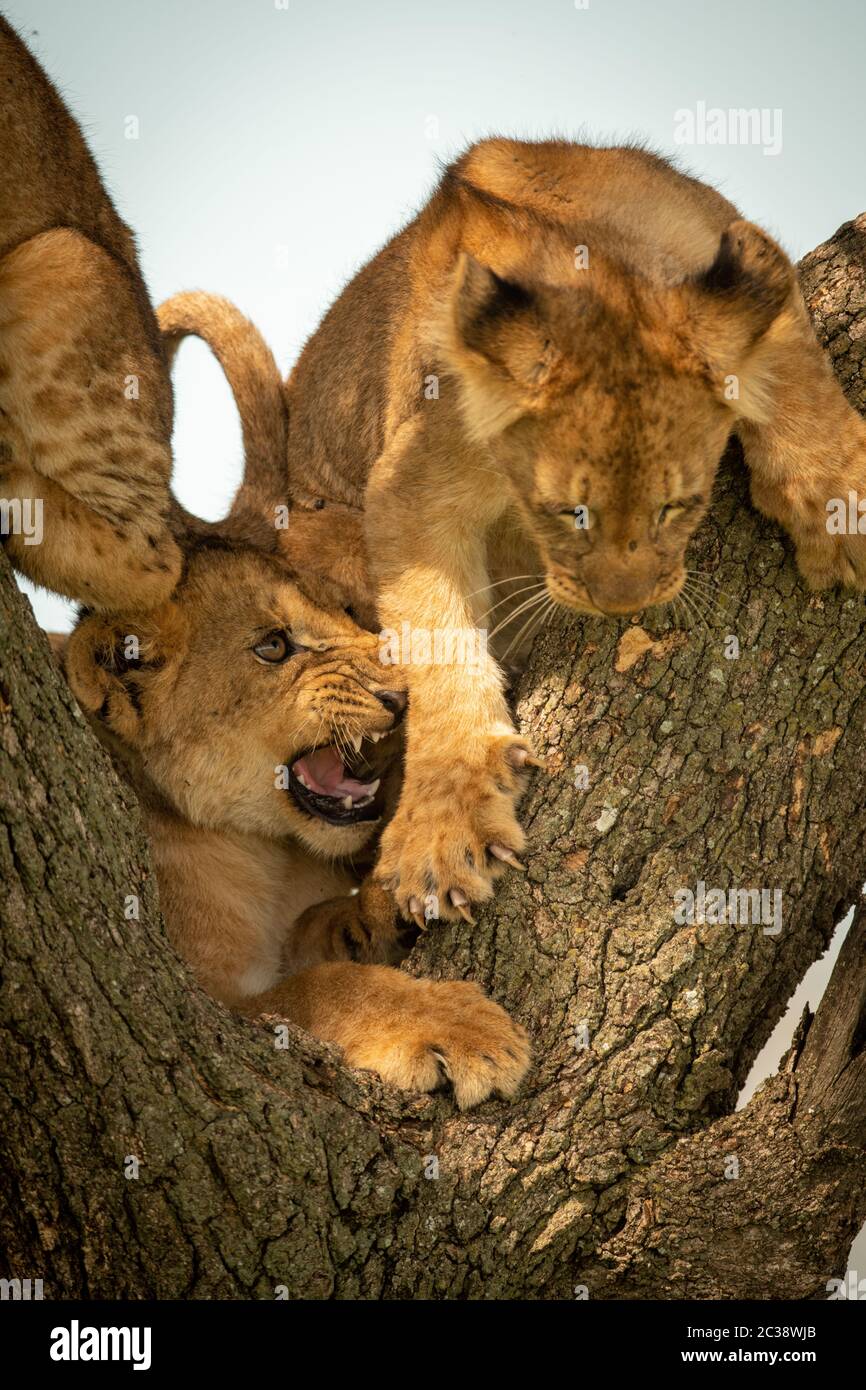 Lion cub dans l'arbre à l'autre grogne Banque D'Images