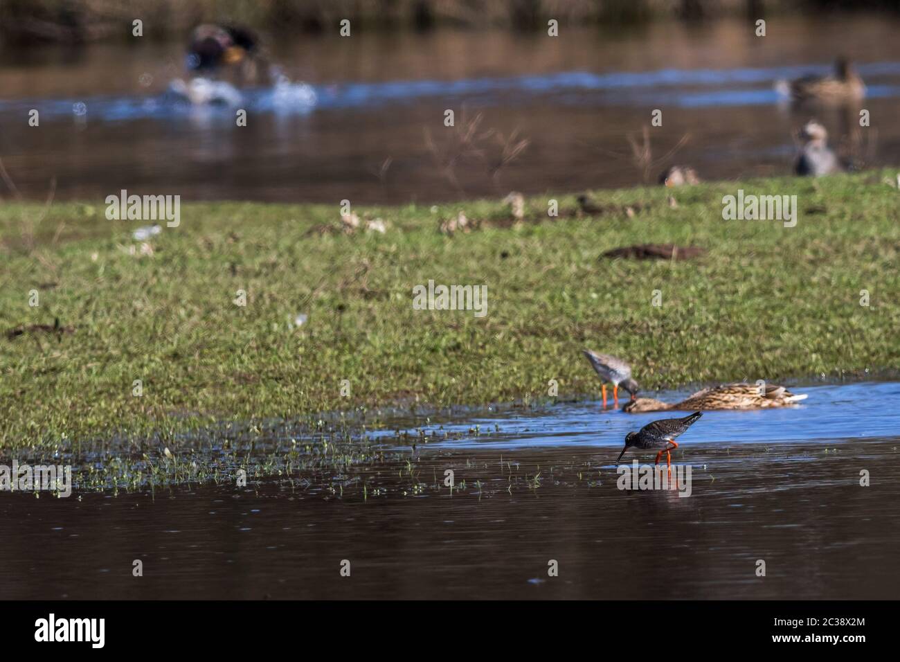 Un garrot en Beeder Bruch Banque D'Images