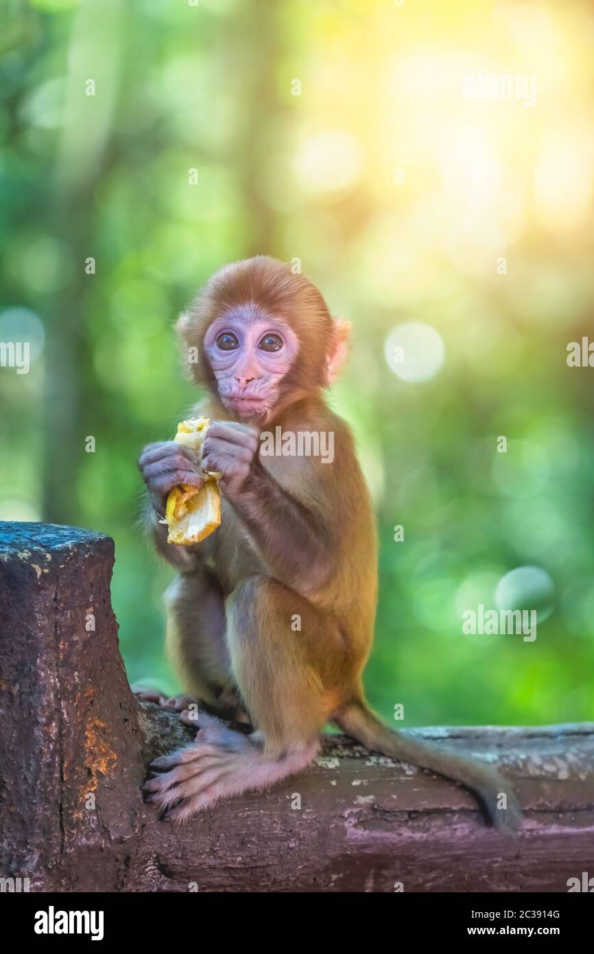 Mignon Petit Singe Banque D Image Et Photos Alamy