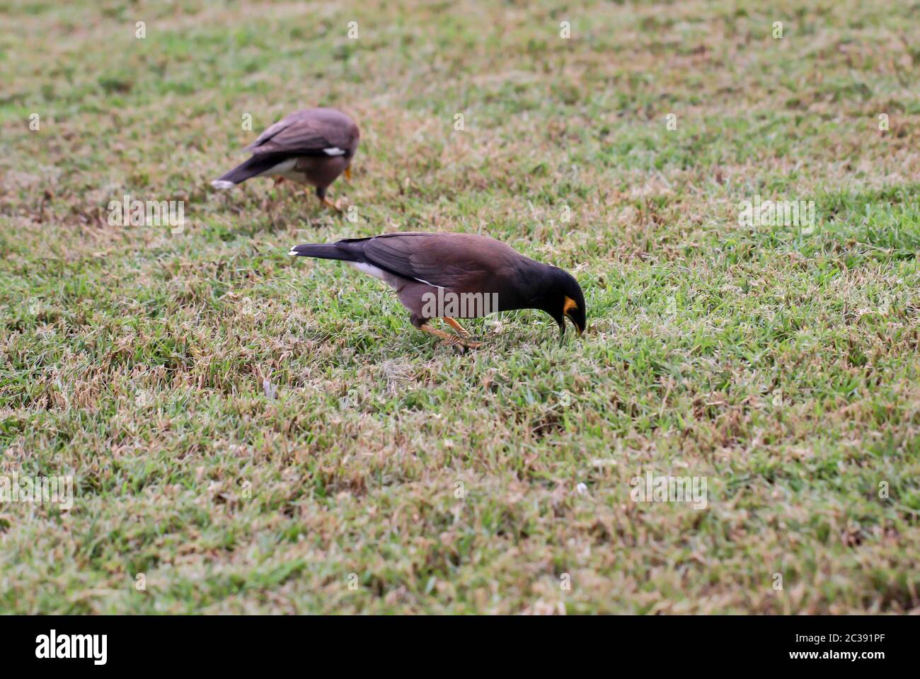 L'Hirtenmaina ou l'étoile du berger (Acridotheres tristis) est une espèce à l'origine asiatique de passereau de la famille des étoiles Banque D'Images