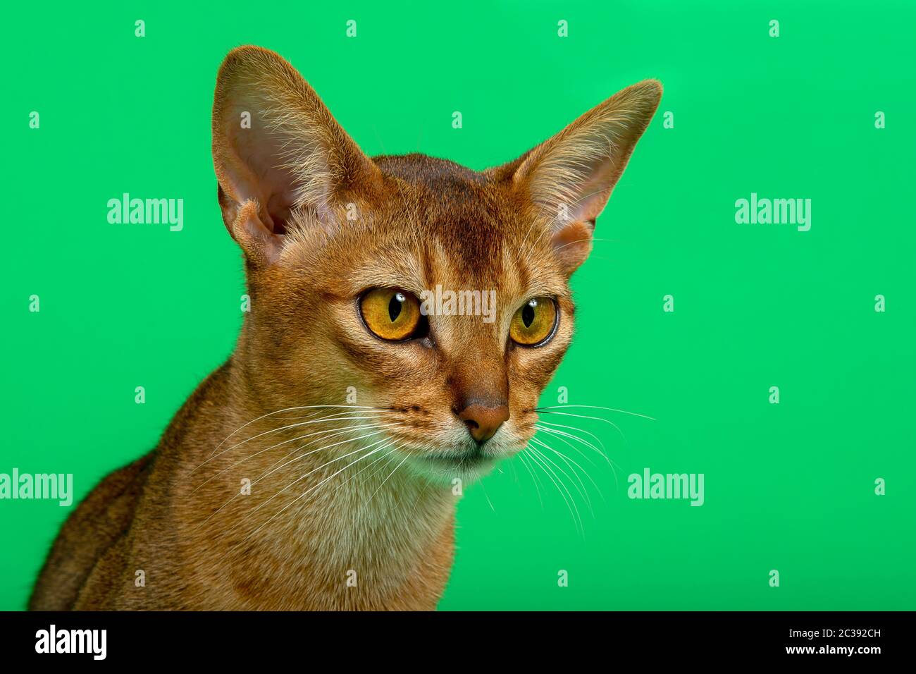 Abessinier Katze (Felis silvestris catus), Kater, Wildfarben, Tierportrait, 1 Jahr, Studioaufnahme Banque D'Images