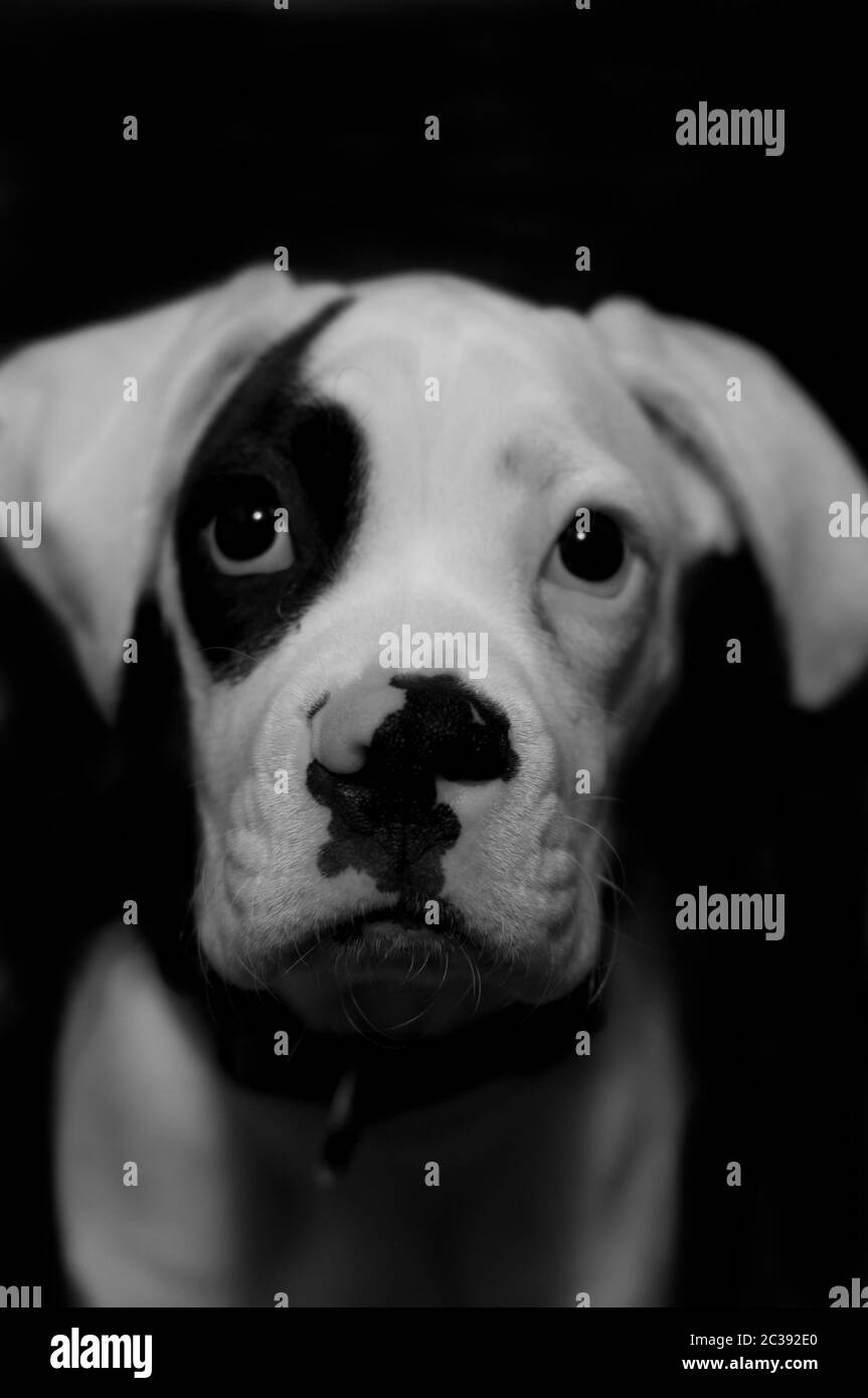 Portrait De Bebe Boxeur En Gros Plan Photo Noir Et Blanc Photo Stock Alamy Portrait De Bebe Boxeur En Gros Plan Photo Noir Et Blanc Photo Stock Alamy