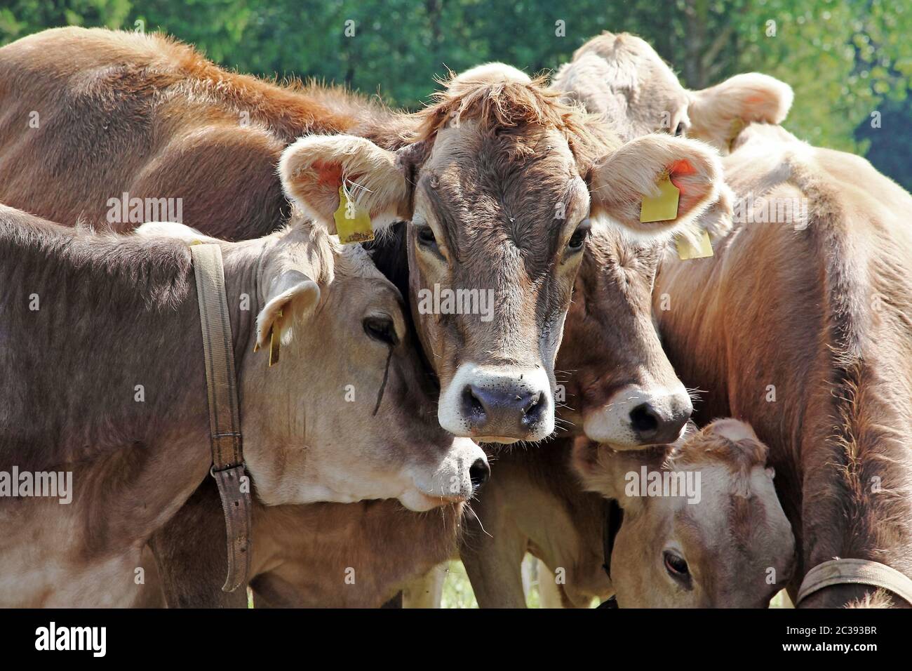 Curieux jeunes bovins bruns sur un pré en Bavière. Drôle de jeunes vaches Banque D'Images