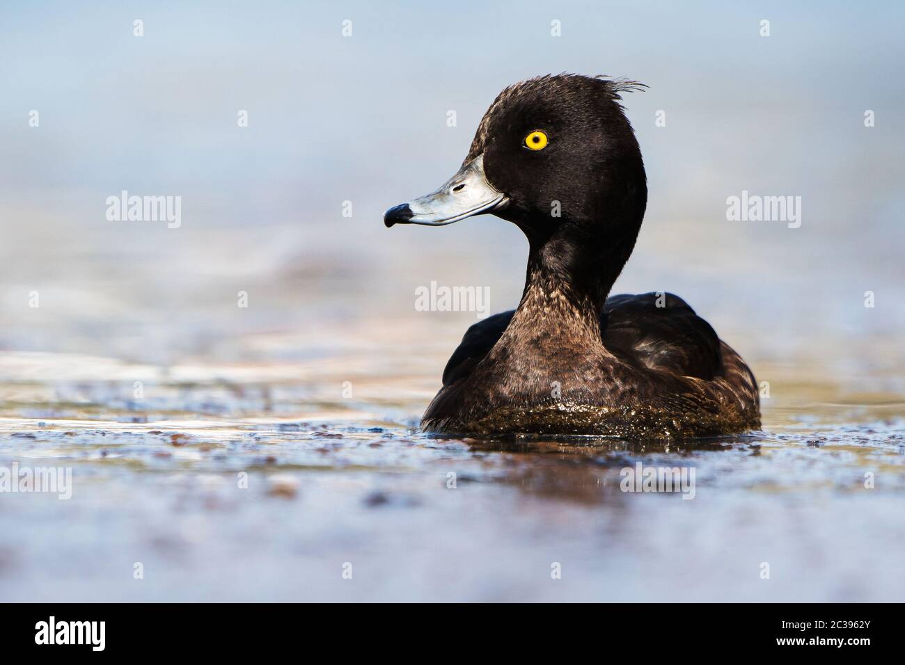 Femelle de canard touffeté sur une eau. Son nom latin est Aythya fuligula. Banque D'Images