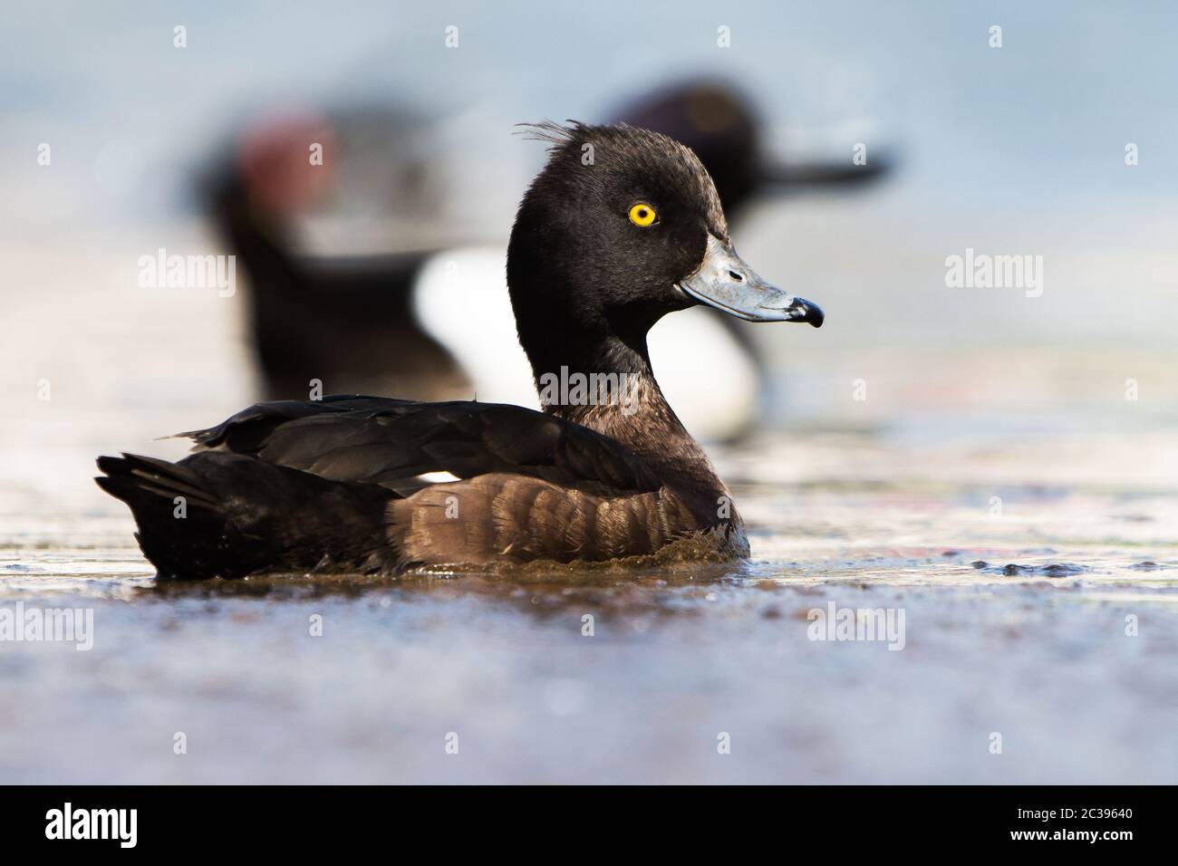 Femelle de canard touffeté sur une eau. Son nom latin est Aythya fuligula. Banque D'Images