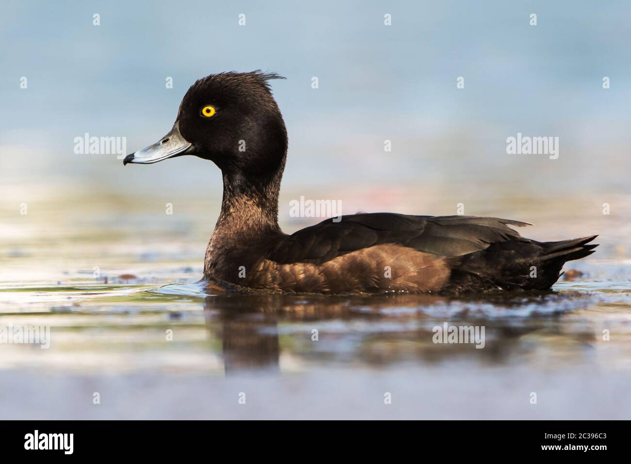 Femelle de canard touffeté sur une eau. Son nom latin est Aythya fuligula. Banque D'Images