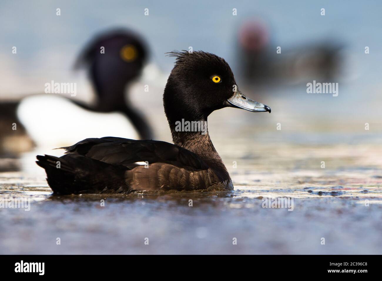 Femelle de canard touffeté sur une eau. Son nom latin est Aythya fuligula. Banque D'Images