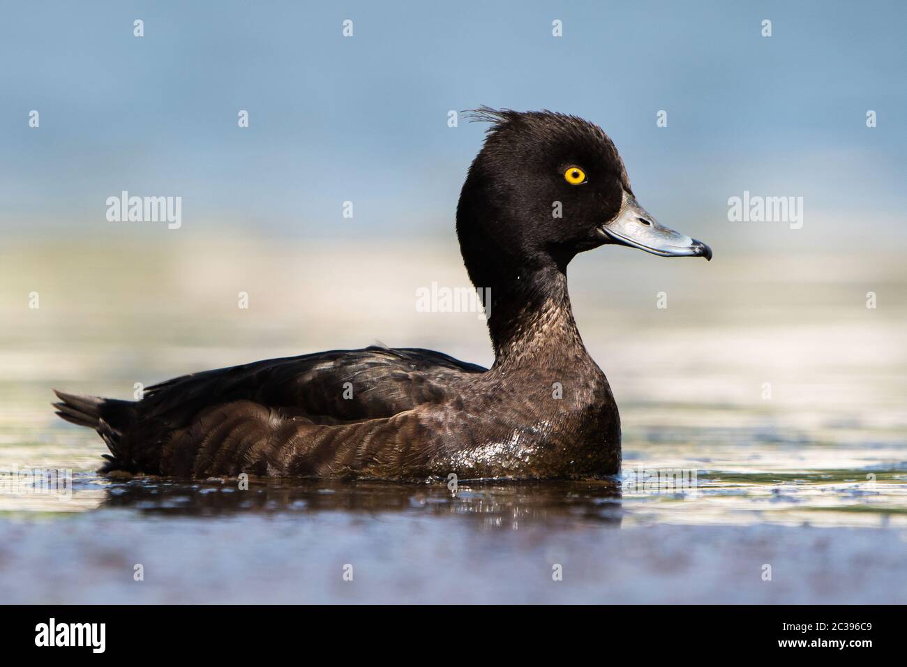 Femelle de canard touffeté sur une eau. Son nom latin est Aythya fuligula. Banque D'Images