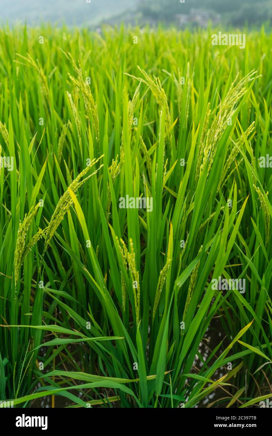 Gros plan d'un riz en pleine croissance Banque D'Images