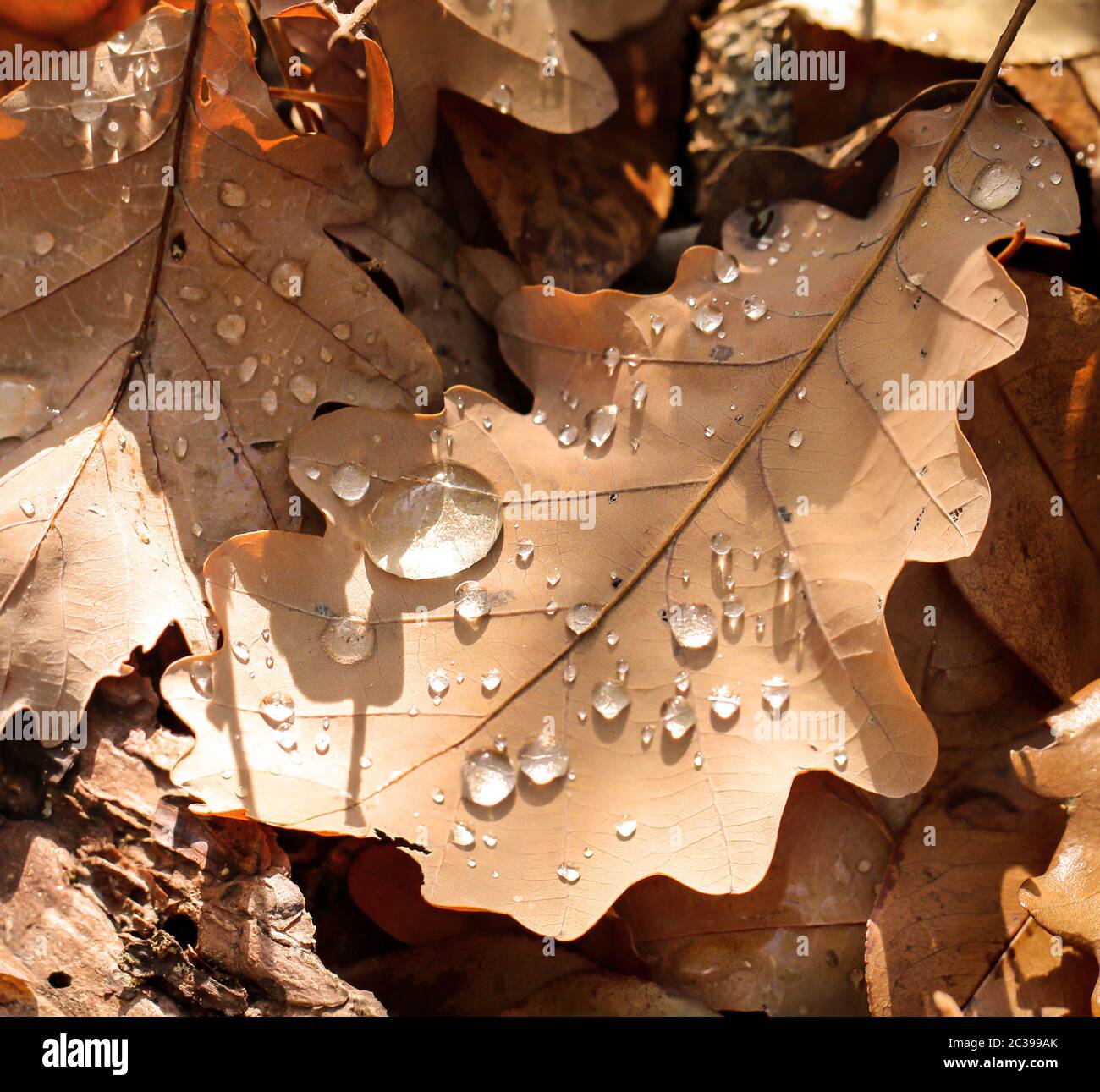 des feuilles de chêne humide se trouvent sur le sol forestier Banque D'Images