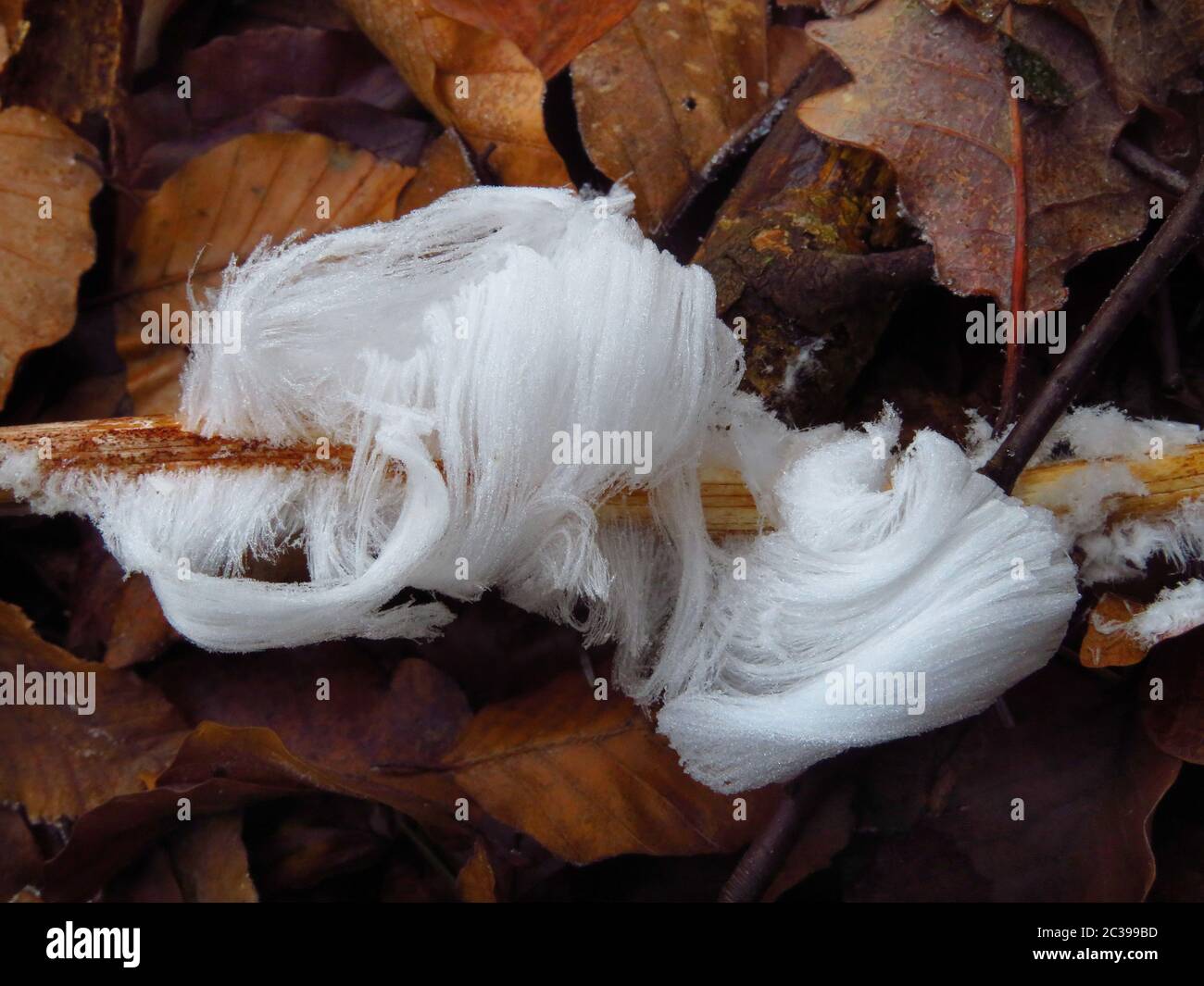 Glace pilée sur une branche Banque D'Images