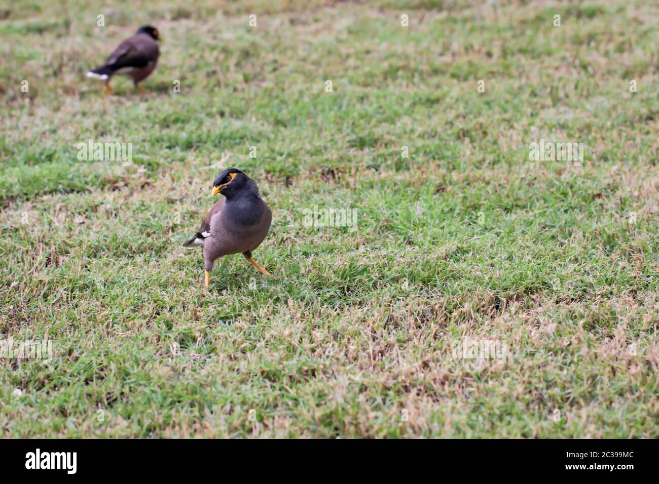 L'Hirtenmaina ou l'étoile du berger (Acridotheres tristis) est une espèce à l'origine asiatique de passereau de la famille des étoiles Banque D'Images