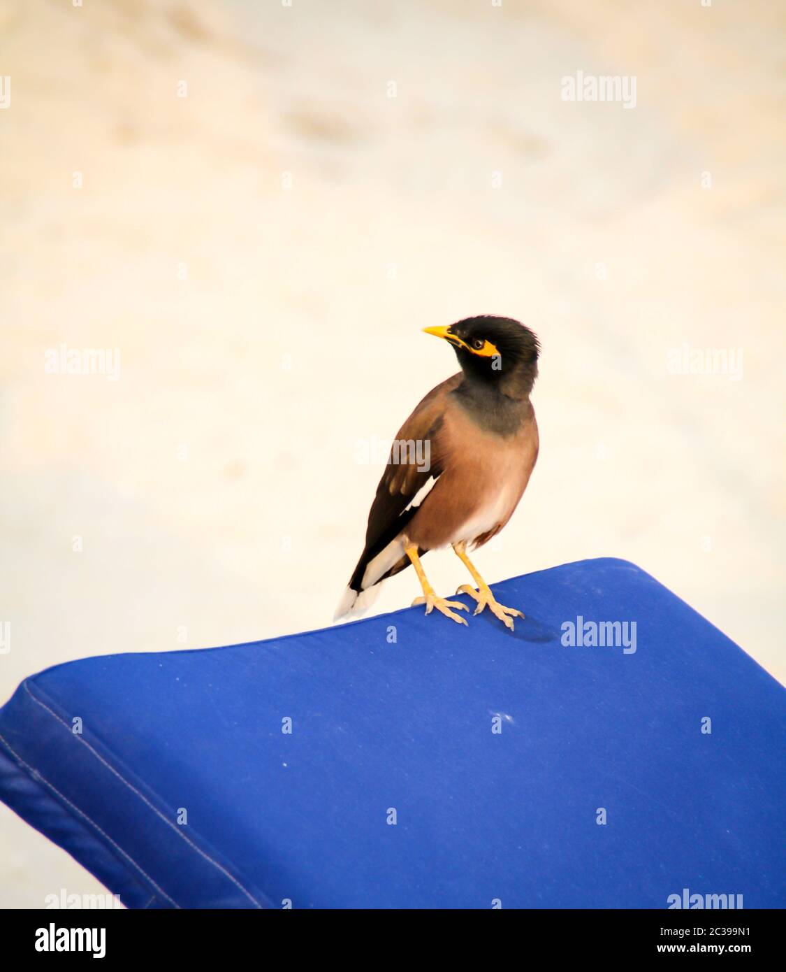 L'Hirtenmaina ou l'étoile du berger (Acridotheres tristis) est une espèce à l'origine asiatique de passereau de la famille des étoiles Banque D'Images