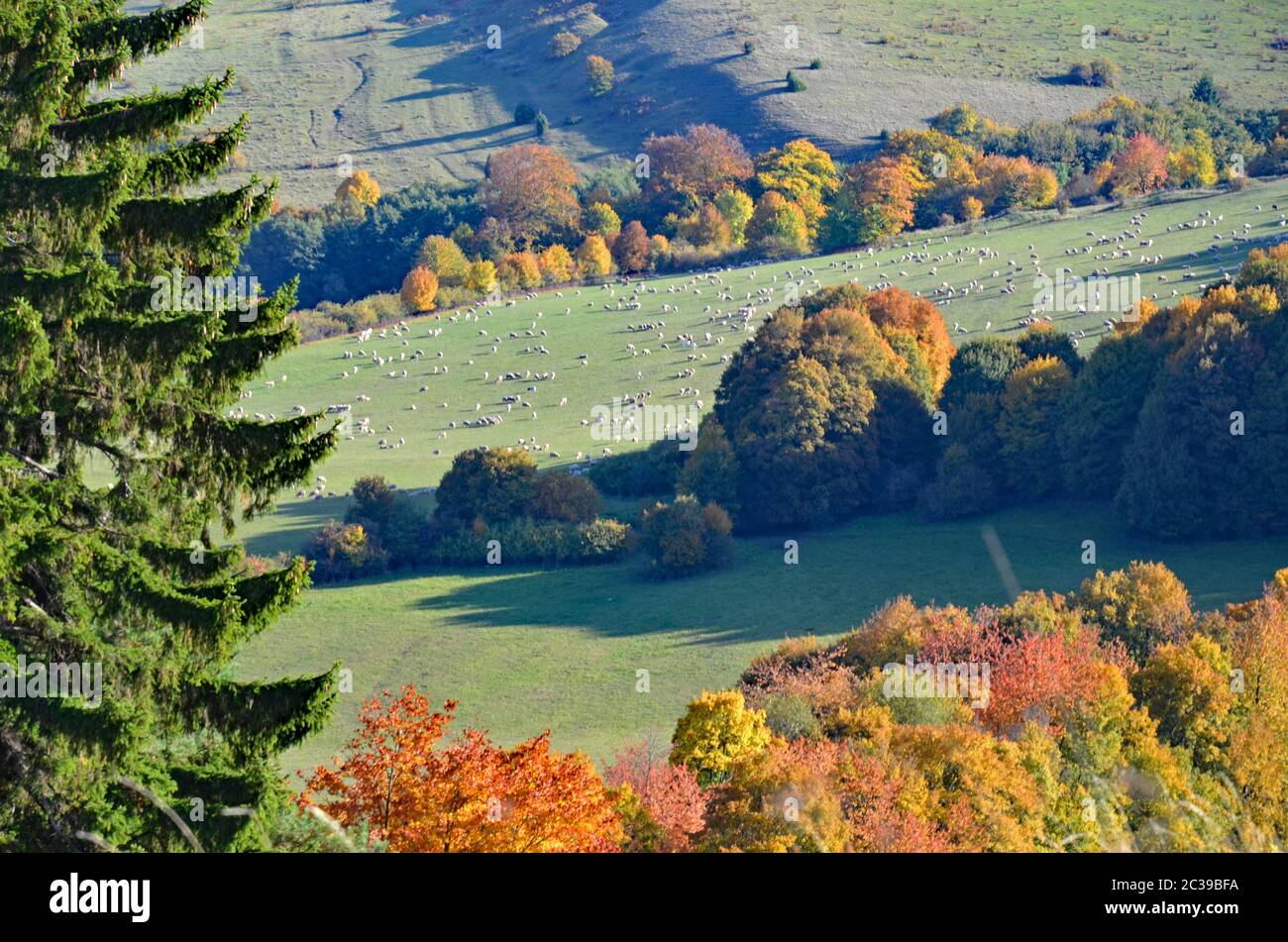 Forêt dans le Rhön de Thuringe Banque D'Images