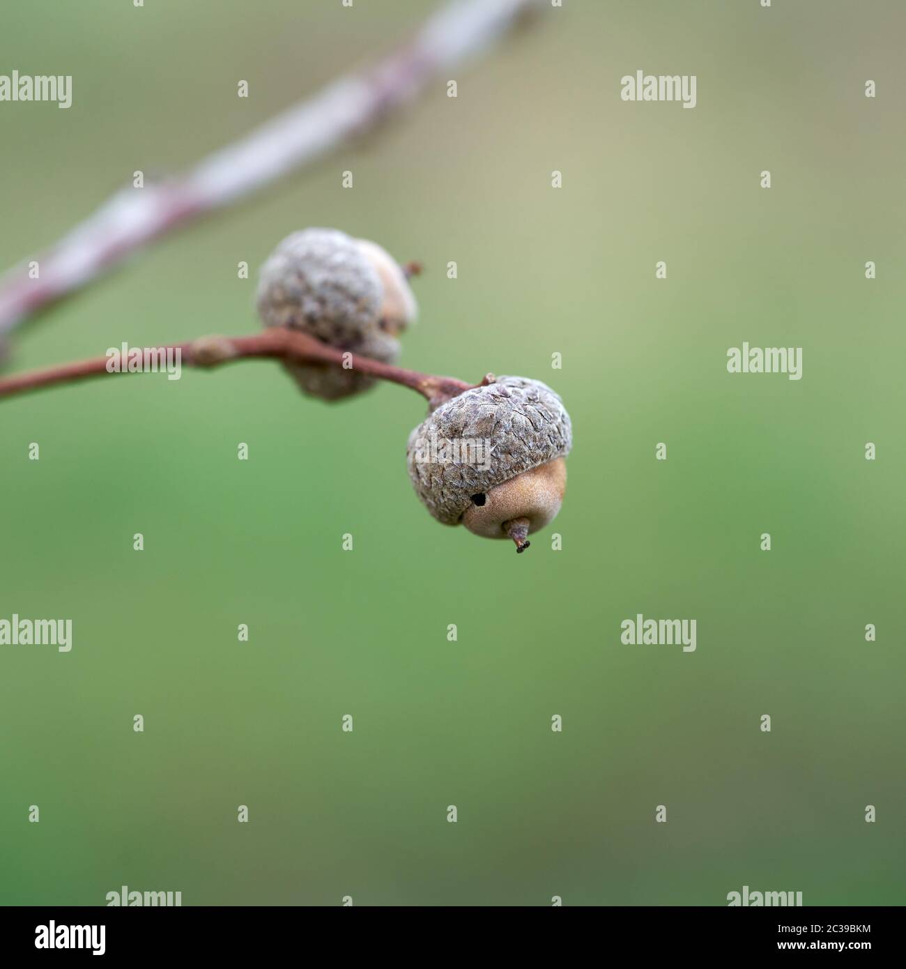 Fruits d'une politique commune de chêne (Quercus robur) en hiver Banque D'Images